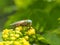 Horsefly lat.Â Tabanidae on yellow flower